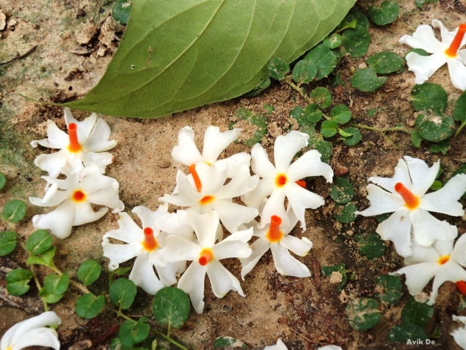 Shiuli flower, delhi messenger