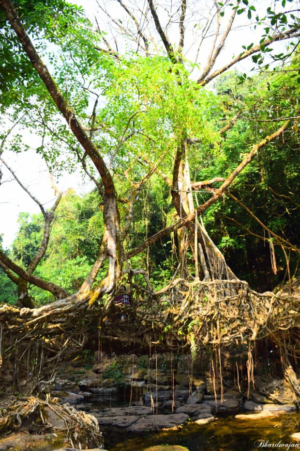 Meghalaya Living Root bridge