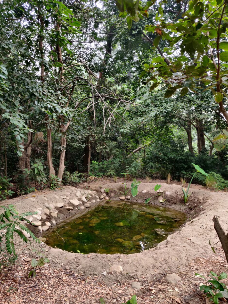 A pond at Jim's Jungle Retreat resort