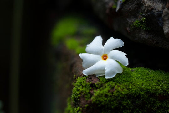Shiuli flower