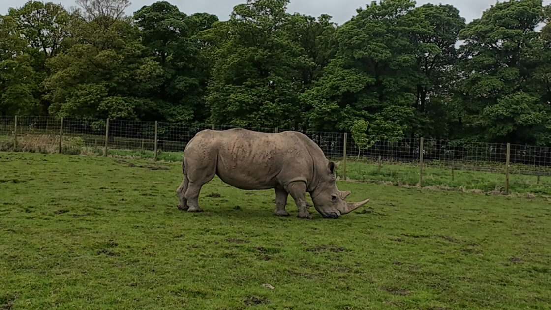 Indian Rhino