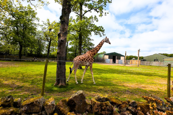 Knowsley Safari