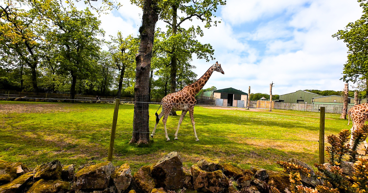 Knowsley Safari